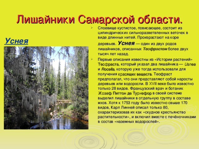 Лишайники Самарской области. Слоевище кустистое, повисающее, состоит из цилиндрических сильноразветвленных веточек в виде длинных нитей. Произрастают на коре деревьев. Уснея   — один из двух родов лишайников, описанных Теофрастом более двух тысяч лет назад. Первые описания известны из «Истории растений» Теофраста , который указал два лишайника — Usnea и Rocella , которую уже тогда использовали для получения красящих веществ . Теофраст предполагал, что они представляют собой наросты деревьев или водоросли. В XVII веке было известно только 28 видов. Французский врач и ботаник Жозеф Питтон де Турнефор в своей системе выделил лишайники в отдельную группу в составе мхов. Хотя к 1753 году было известно свыше 170 видов, Карл Линней описал только 80, охарактеризовав их как «скудное крестьянство растительности», и включил вместе с печёночниками в состав «наземных водорослей». Уснея 
