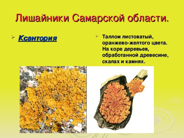 Лишайники Самарской области. Ксантория Таллом листоватый, оранжево-желтого цвета. На коре деревьев, обработанной древесине, скалах и камнях. 