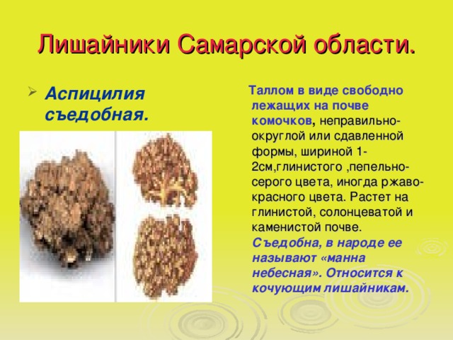 Лишайники Самарской области. Аспицилия съедобная.  Таллом в виде свободно лежащих на почве комочков , неправильно-округлой или сдавленной формы, шириной 1-2см,глинистого ,пепельно-серого цвета, иногда ржаво-красного цвета. Растет на глинистой, солонцеватой и каменистой почве. Съедобна, в народе ее называют «манна небесная». Относится к кочующим лишайникам. 