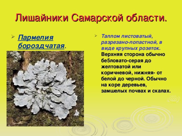 Лишайники Самарской области. Пармелия бороздчатая . Таллом листоватый, разрезано-лопастной, в виде крупных розеток. Верхняя сторона обычно бе5ловато-серая до желтоватой или коричневой, нижняя- от белой до черной. Обычно на коре деревьев, замшелых почвах и скалах. 
