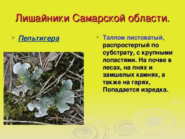 Лишайники Самарской области. Пельтигера Таллом листоватый, распростертый по субстрату, с крупными лопастями. На почве в лесах, на пнях и замшелых камнях, а также на гарях, Попадается изредка. 