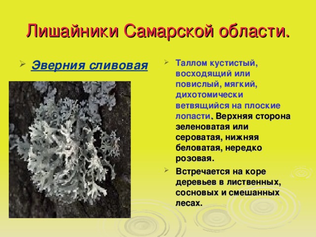 Лишайники Самарской области. Эверния сливовая Таллом кустистый, восходящий или повислый, мягкий, дихотомически ветвящийся на плоские лопасти . Верхняя сторона зеленоватая или сероватая, нижняя беловатая, нередко розовая. Встречается на коре деревьев в лиственных, сосновых и смешанных лесах. 