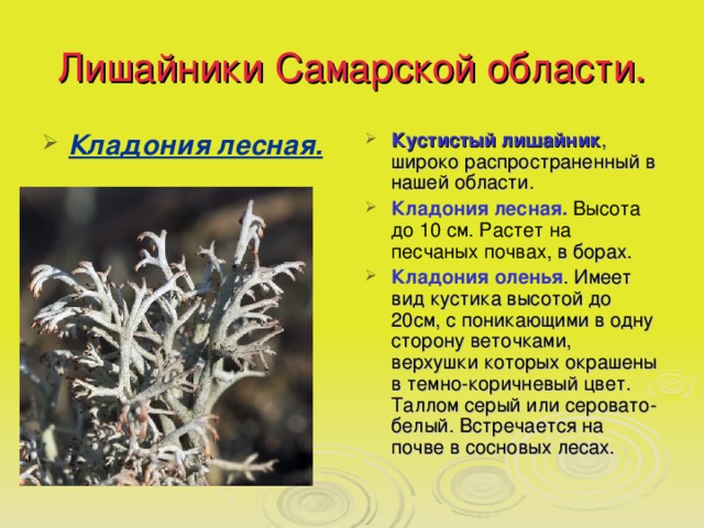 Лишайники Самарской области. Кладония лесная. Кустистый лишайник , широко распространенный в нашей области. Кладония лесная. Высота до 10 см. Растет на песчаных почвах , в борах. Кладония оленья . Имеет вид кустика высотой до 20см, с поникающими в одну сторону веточками, верхушки которых окрашены в темно-коричневый цвет. Таллом серый или серовато-белый. Встречается на почве в сосновых лесах. 