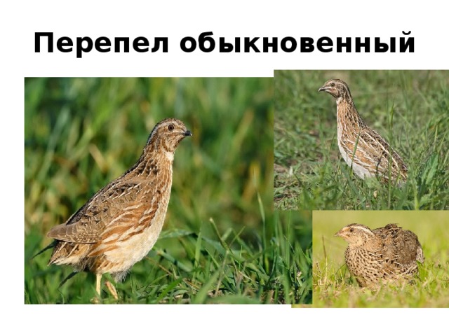 Перепел   обыкновенный 