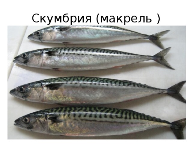 Скумбрия (макрель ) 