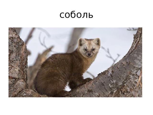 соболь 