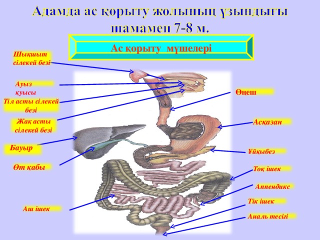 Ас қорыту мүшелері Шықшыт сілекей безі Ауыз қуысы Өңеш Тіл асты сілекей безі Асқазан Жақ асты сілекей безі  Бауыр Ұйқыбез Өт қабы Тоқ ішек Аппендикс Тік ішек Аш ішек Аналь тесігі 
