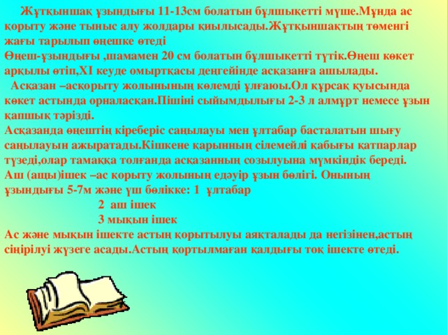  Жұтқыншақ ұзындығы 11-13см болатын бұлшықетті мүше.Мұнда ас қорыту және тыныс алу жолдары қиылысады.Жұтқыншақтың төменгі жағы тарылып өңешке өтеді Өңеш-ұзындығы ,шамамен 20 см болатын бұлшықетті түтік.Өңеш көкет арқылы өтіп, Х I кеуде омыртқасы деңгейінде асқазанға ашылады.  Асқазан –асқорыту жолынының көлемді ұлғаюы.Ол құрсақ қуысында көкет астында орналасқан.Пішіні сыйымдылығы 2-3 л алмұрт немесе ұзын қапшық тәрізді. Асқазанда өңештің кіреберіс саңылауы мен ұлтабар басталатын шығу саңылауын ажыратады.Кішкене қарынның сілемейлі қабығы қатпарлар түзеді,олар тамаққа толғанда асқазанның созылуына мүмкіндік береді. Аш (ащы)ішек –ас қорыту жолының едәуір ұзын бөлігі. Онының ұзындығы 5-7м және үш бөлікке: 1 ұлтабар  2 аш ішек  3 мықын ішек Ас және мықын ішекте астың қорытылуы аяқталады да негізінен,астың сіңірілуі жүзеге асады.Астың қортылмаған қалдығы тоқ ішекте өтеді.  4 