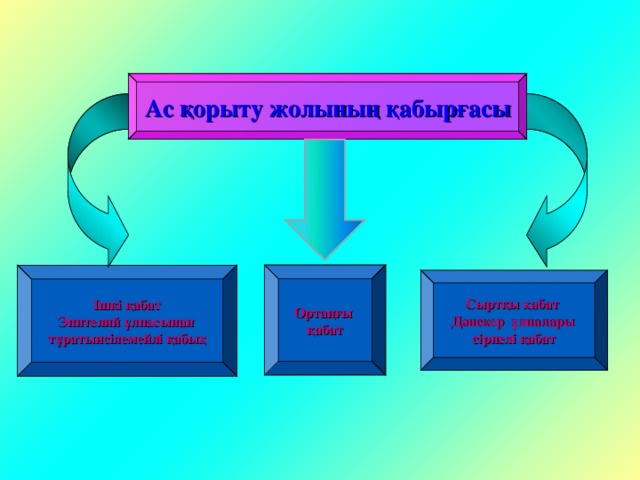 Ас қорыту жолының қабырғасы Ортаңғы қабат Ішкі қабат Эпителий ұлпасынан тұратынсілемейлі қабық Сыртқы қабат Дәнекер ұлпалары сірнелі қабат 