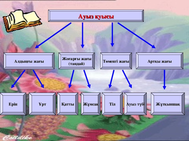 Ауыз қуысы Артқы жағы Алдыңғы жағы Төменгі жағы Жоғарғы жағы (таңдай) Ұрт Қатты Жұмсақ Тіл Ауыз түбі Жұтқыншақ Ерін 