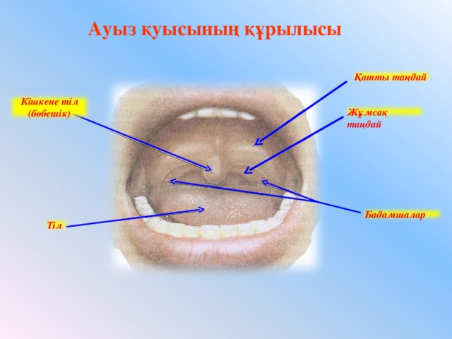 Ауыз қуысының құрылысы Қатты таңдай Кішкене тіл (бөбешік) Жұмсақ таңдай Бадамшалар Тіл 