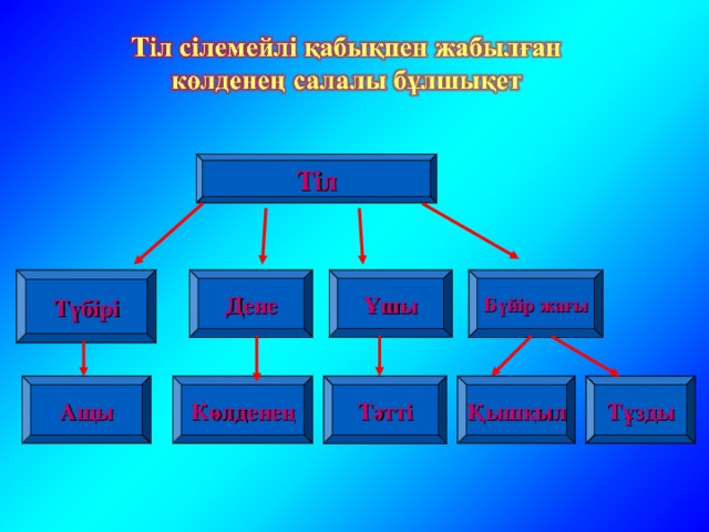 Тіл Түбірі Дене Бүйір жағы Ұшы Тұзды Тәтті Көлденең Ащы Қышқыл 