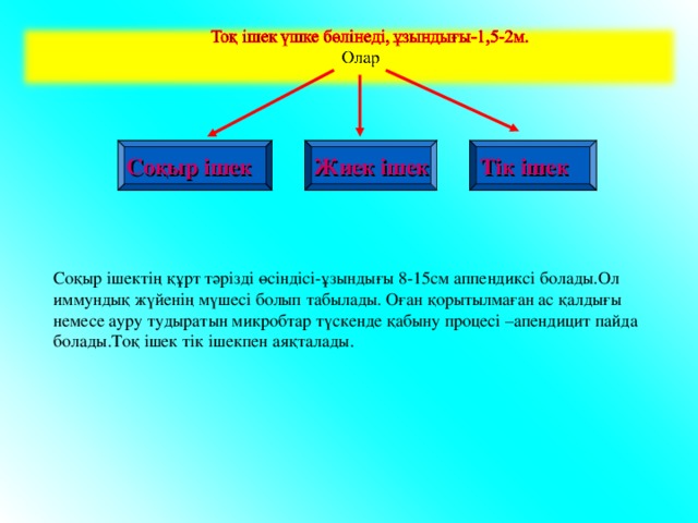  Соқыр ішек  Жиек ішек  Тік ішек Соқыр ішектің құрт тәрізді өсіндісі-ұзындығы 8-15см аппендиксі болады.Ол иммундық жүйенің мүшесі болып табылады. Оған қорытылмаған ас қалдығы немесе ауру тудыратын микробтар түскенде қабыну процесі –апендицит пайда болады.Тоқ ішек тік ішекпен аяқталады. 