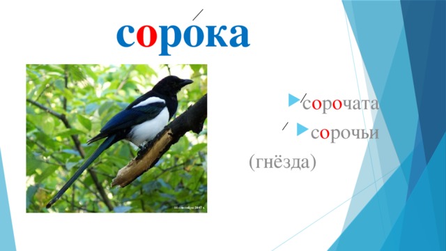 с о рока с о р о чата с о рочьи  (гнёзда) 