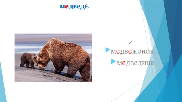 м е дведь   м е дв е жонок м е дведица 