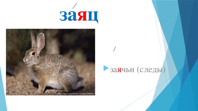 за я ц за я чьи (следы) 