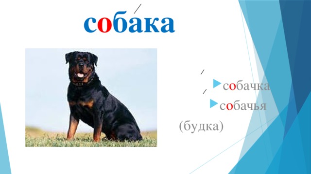 с о бака с о бачка с о бачья  (будка) 