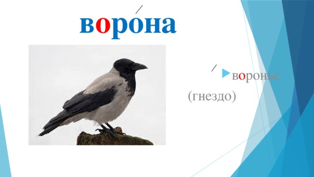в о рона в о ронье  (гнездо) 