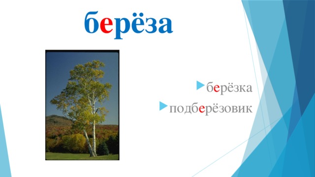 б е рёза б е рёзка подб е рёзовик 