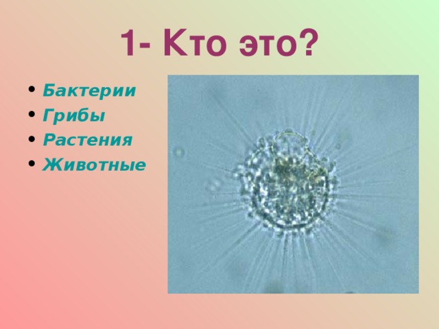 1- Кто это? Бактерии Грибы Растения Животные  