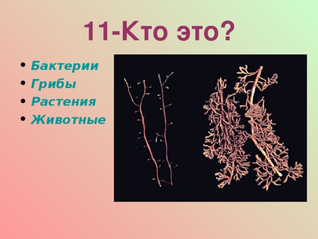 11-Кто это? Бактерии Грибы Растения Животные  