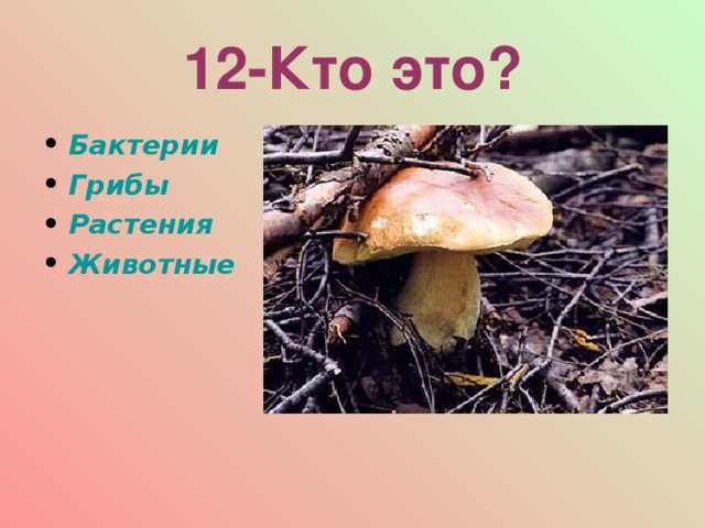 12-Кто это? Бактерии Грибы Растения Животные  