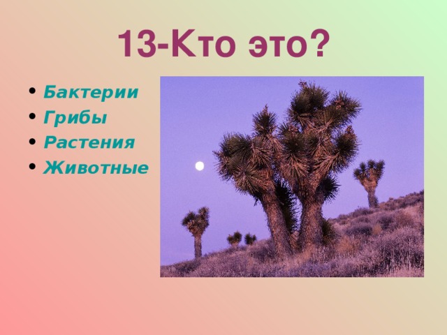 13-Кто это? Бактерии Грибы Растения Животные  