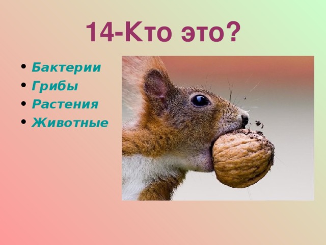 14-Кто это? Бактерии Грибы Растения Животные  