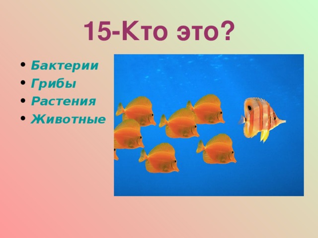 15-Кто это? Бактерии Грибы Растения Животные  