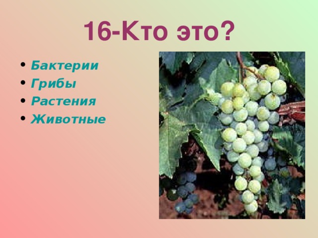 16-Кто это? Бактерии Грибы Растения Животные  