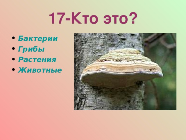 17-Кто это? Бактерии Грибы Растения Животные  