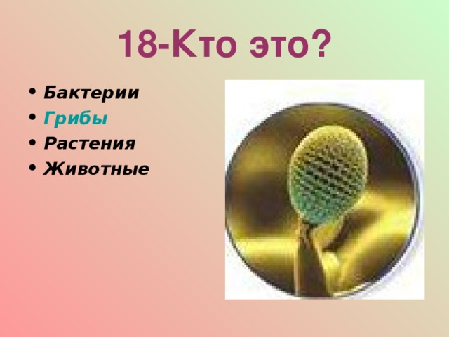 18-Кто это? Бактерии Грибы Растения Животные  