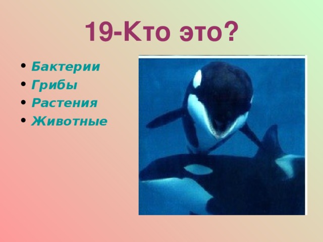 19-Кто это? Бактерии Грибы Растения Животные  