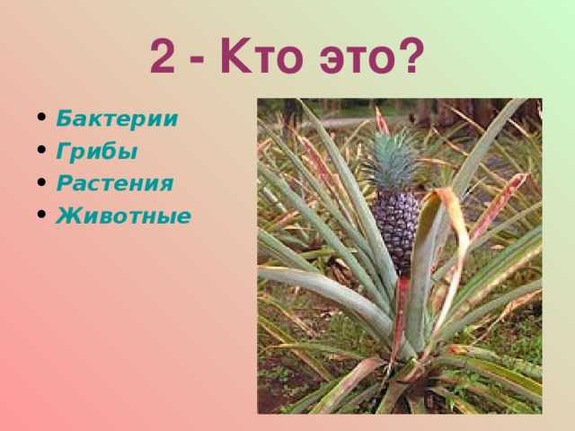 2 - Кто это? Бактерии Грибы Растения Животные  