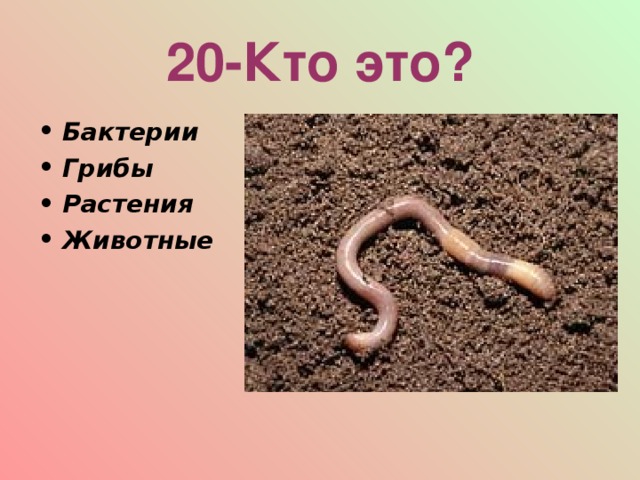 20-Кто это? Бактерии Грибы Растения Животные 