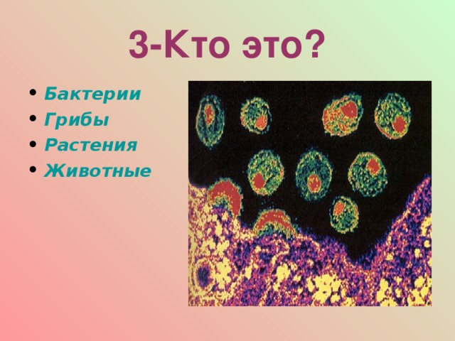 3-Кто это? Бактерии Грибы Растения Животные  