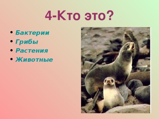 4-Кто это? Бактерии Грибы Растения Животные  