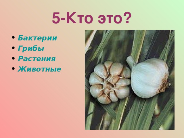 5-Кто это? Бактерии Грибы Растения Животные  