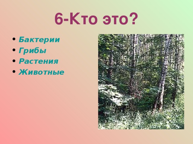 6-Кто это? Бактерии Грибы Растения Животные  