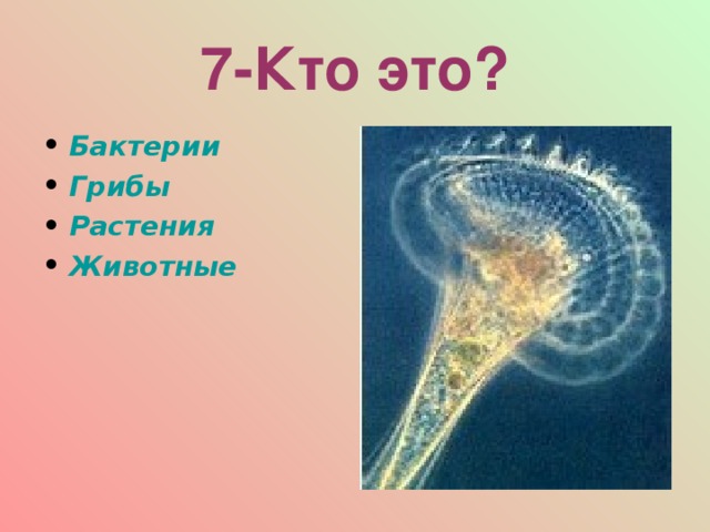7-Кто это? Бактерии Грибы Растения Животные  