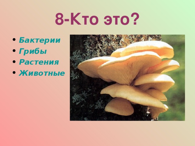 8-Кто это? Бактерии Грибы Растения Животные  