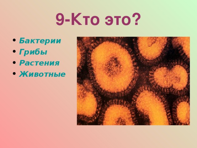 9-Кто это? Бактерии Грибы Растения Животные  