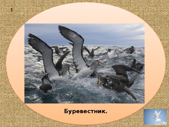 Буревестник.  5 