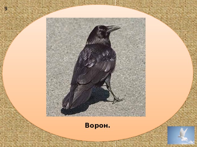 9 Ворон.  