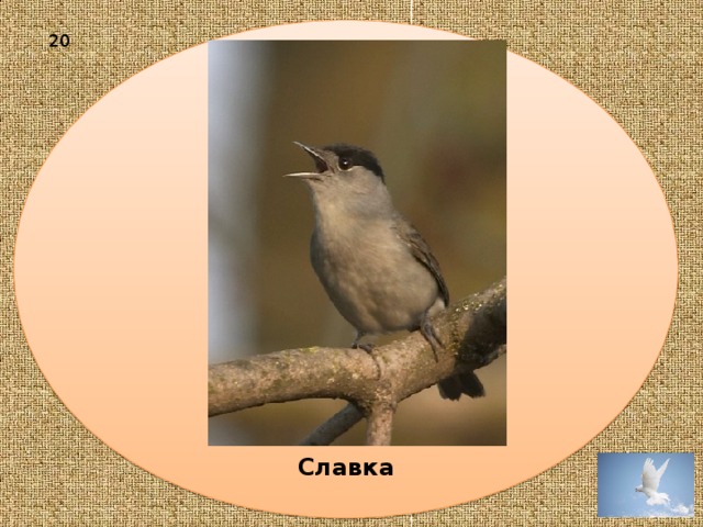 Славка  20 