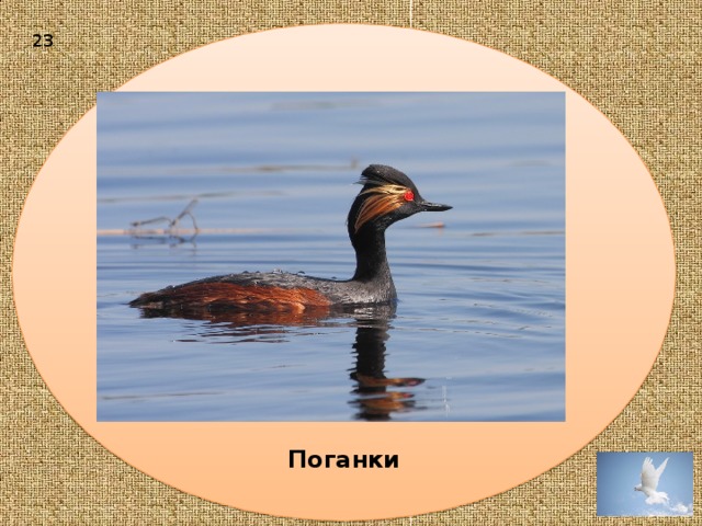 Поганки  23 