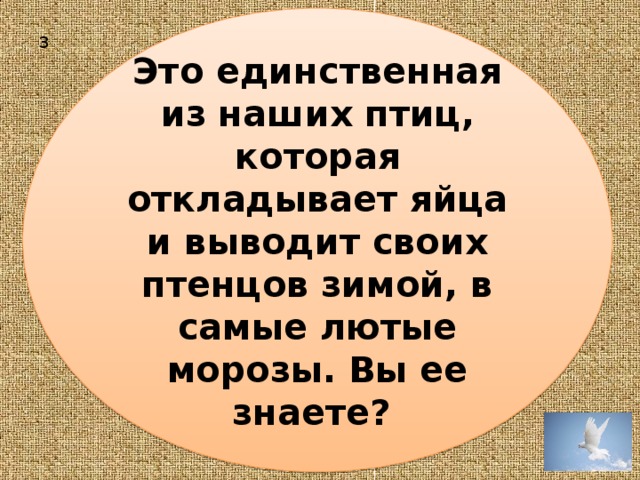 Это единственная из наших птиц, которая откладывает яйца и выводит своих птенцов зимой, в самые лютые морозы. Вы ее знаете? 3 
