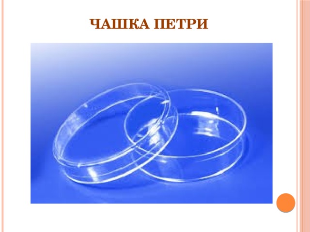 Чашка Петри 