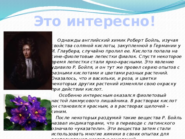 Это интересно!  Однажды английский химик Роберт Бойль, изучая свойства соляной кислоты, закупленной в Германии у И. Глаубера, случайно пролил ее. Кислота попала на сине-фиолетовые лепестки фиалок. Спустя некоторое время лепестки стали ярко-красными. Это явление удивило Р. Бойля, и он тут же провел серию опытов с разными кислотами и цветами разных растений. Оказалось, что и васильки, и роза, и цветки некоторых других растений изменяли свою окраску при действии кислот.  Особенно интересным оказался фиолетовый настой лакмусового лишайника. В растворах кислот он становился красным, а в растворах щелочей - синим.  После некоторых раздумий такие вещества Р. Бойль назвал индикаторами, что в переводе с латинского означало «указатели». Эти вещества затем стали использовать многие химики в своих опытах для распознавания кислот и оснований. 