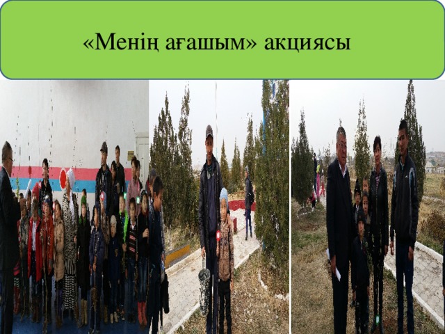 «Менің ағашым» акциясы 